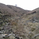 The lonely Hawthorn - Rowan!